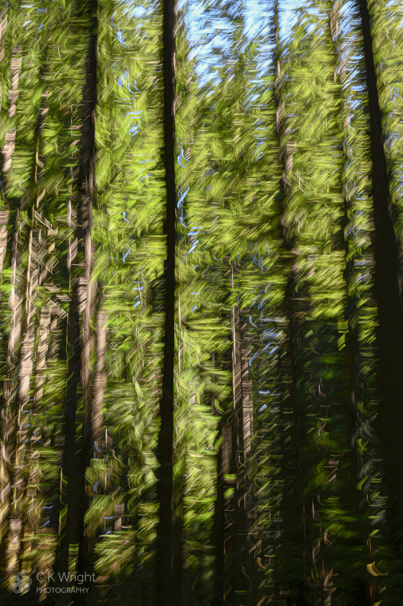 Dappled Expressive Forest II